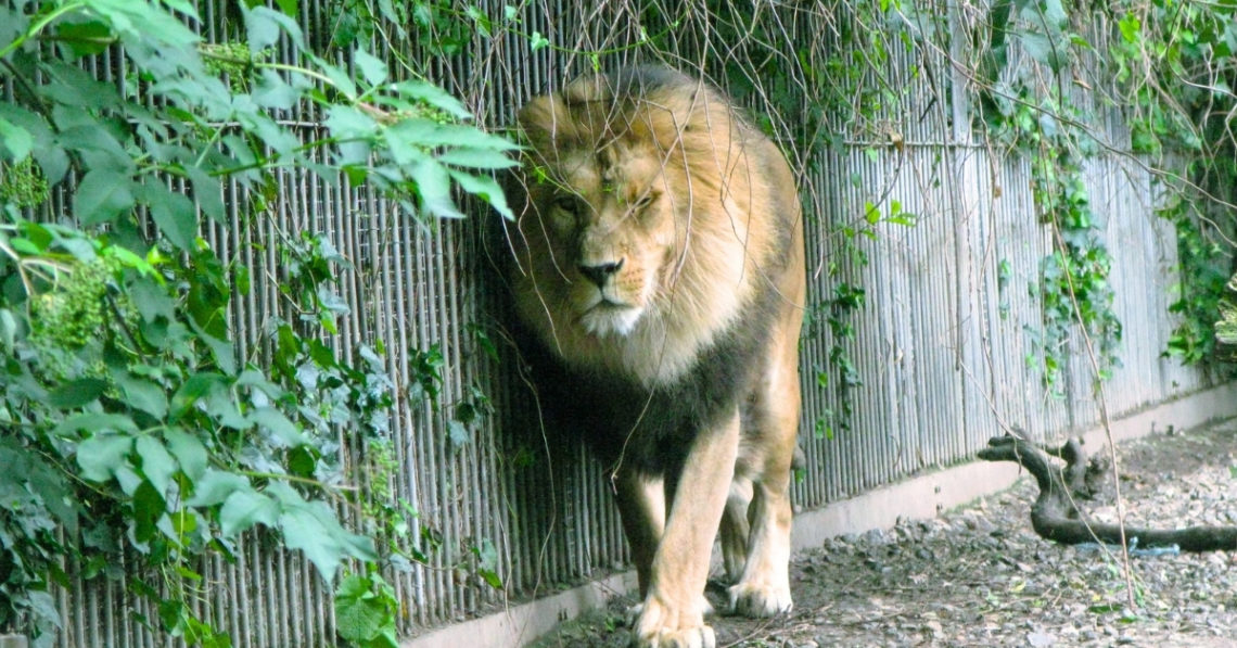 This Woman Fed Her Kid’s Pony to Lions—and She Has No Regrets