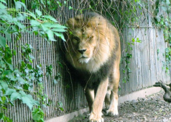 This Woman Fed Her Kid’s Pony to Lions—and She Has No Regrets