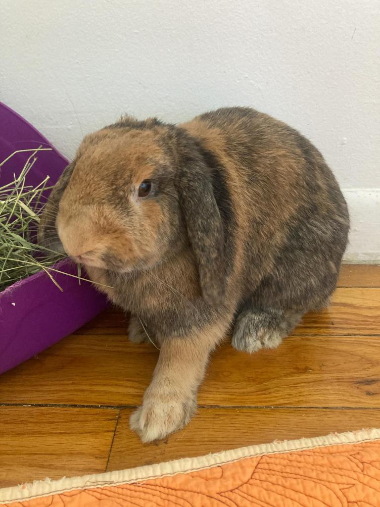Brown and grey lop-eared rabbit eating hay.