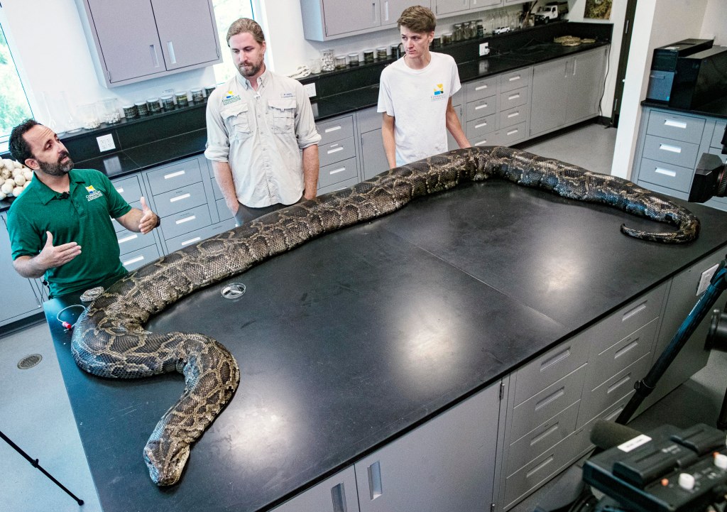 A large Burmese python on a lab table with three people.