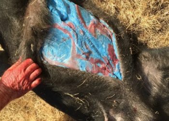 Wild Pigs Are Turning Neon Blue in California—Here’s Why