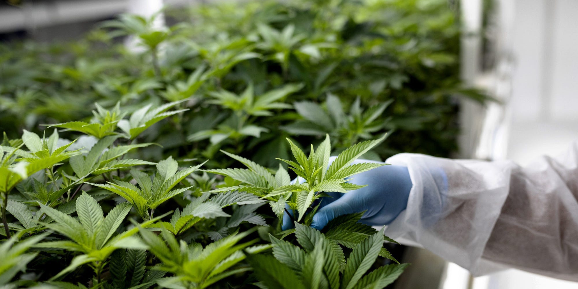 Marijuana plant