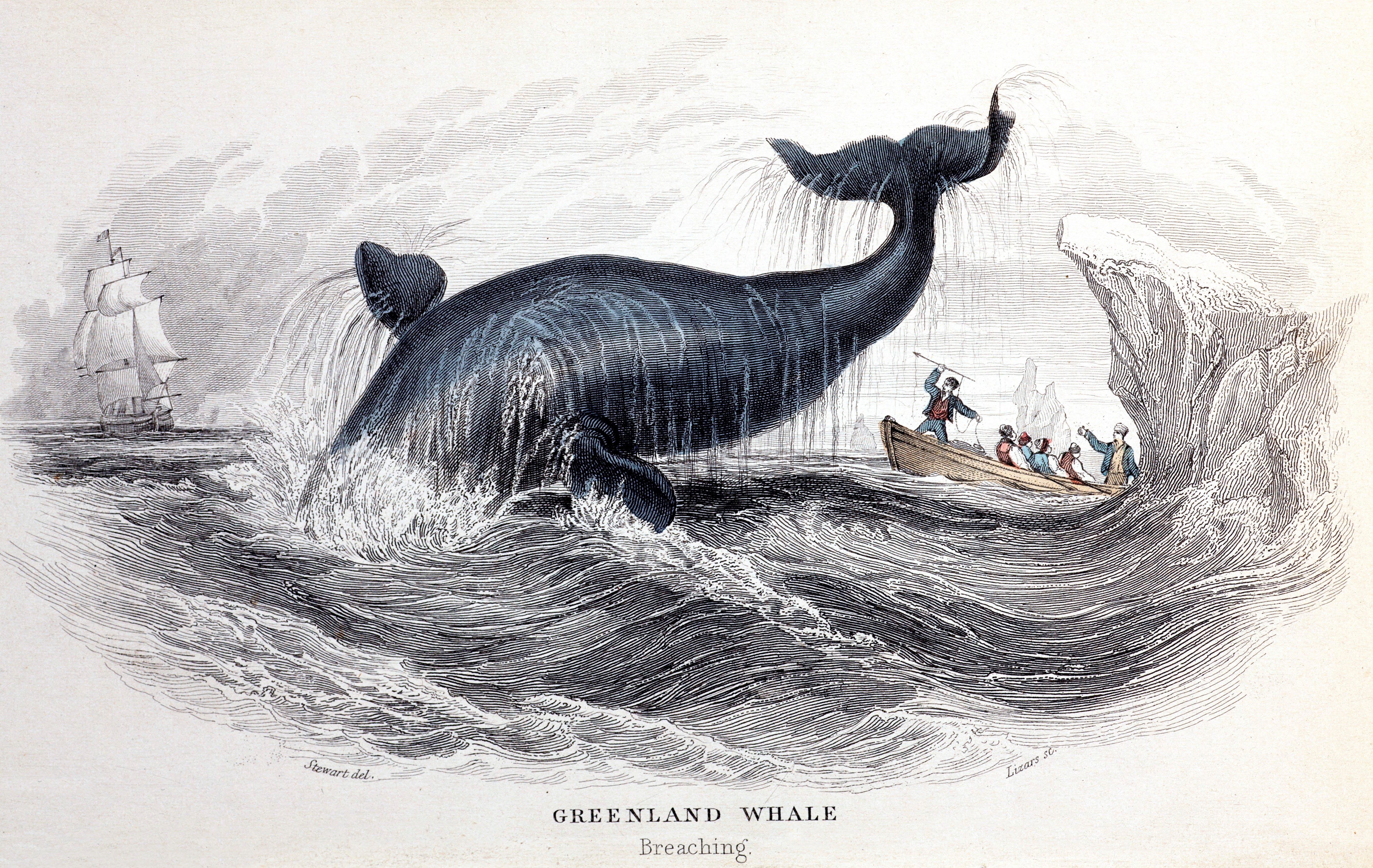 A Bowhead whale (Balaena mysticetus) breaching, from Jardine's 