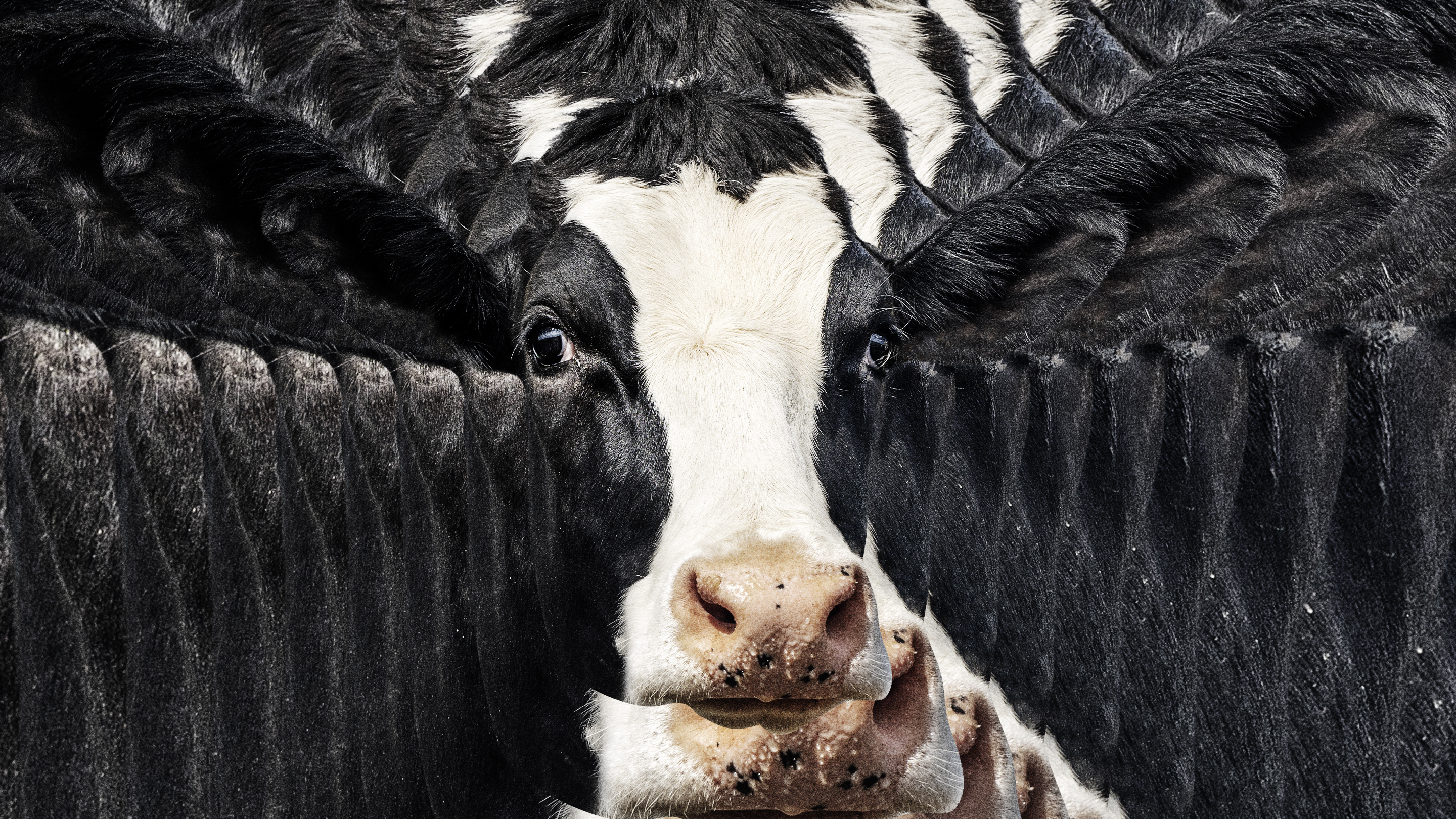 An image of a black-and-white cow's head superimposed over larger versions of itself