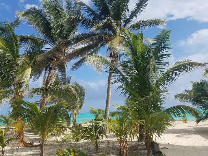 bahamas palm trees blowing in the wind