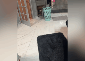 Owner Keeps Tripping Over Dog—Reason Why Leaves Viewers in Stitches