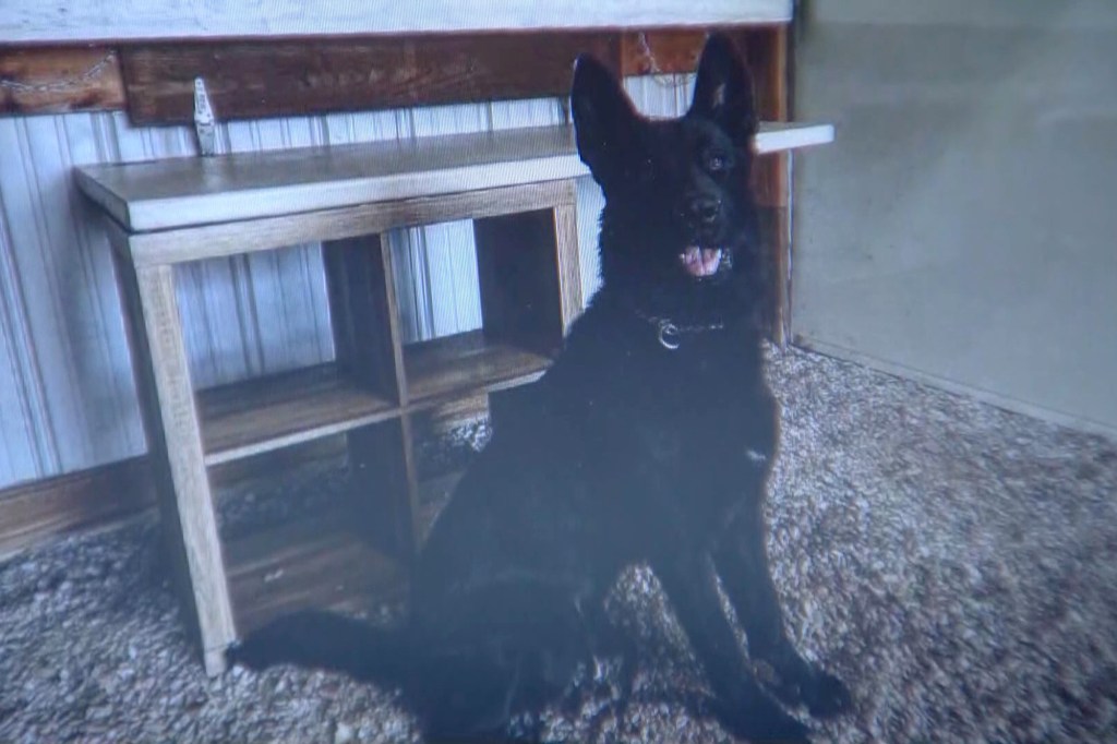 Black German Shepherd dog.
