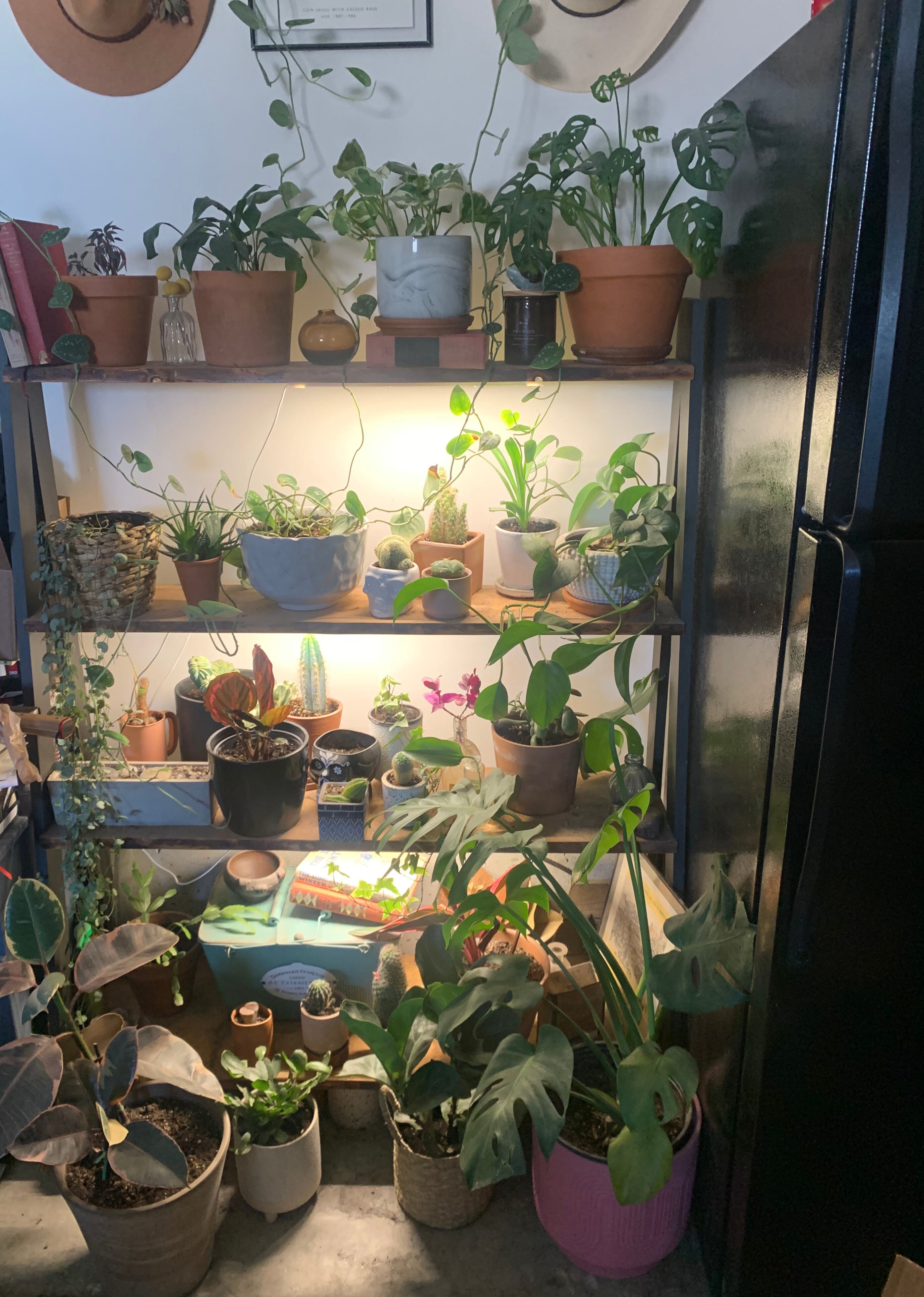 shelves of plants