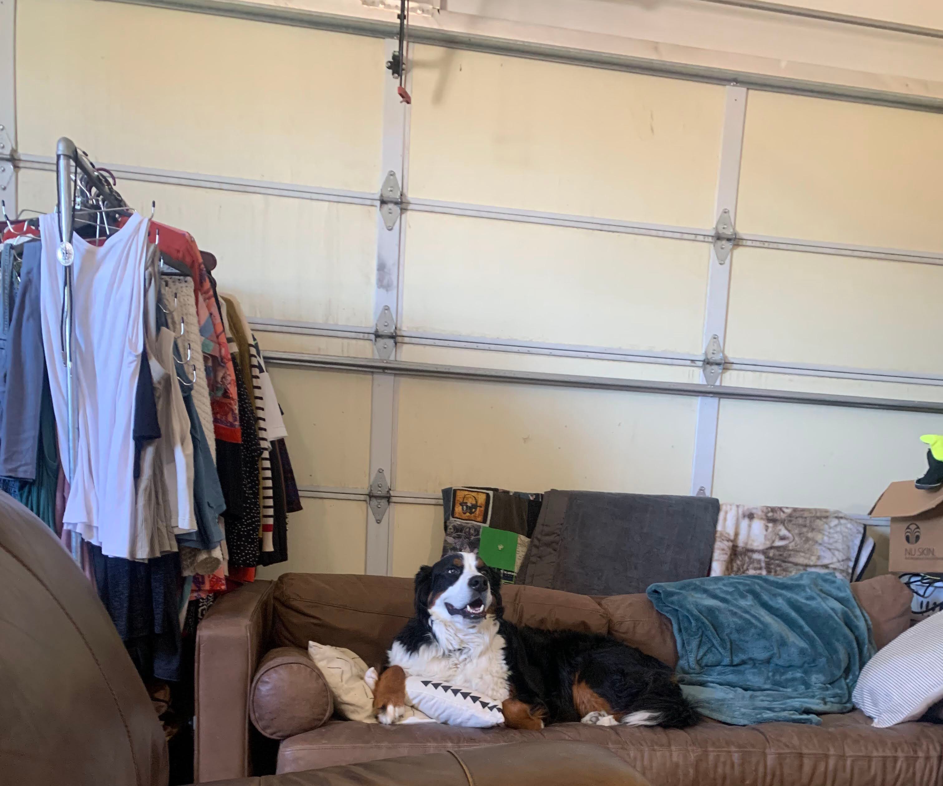 Bernese Mountain Dog on a brown couch