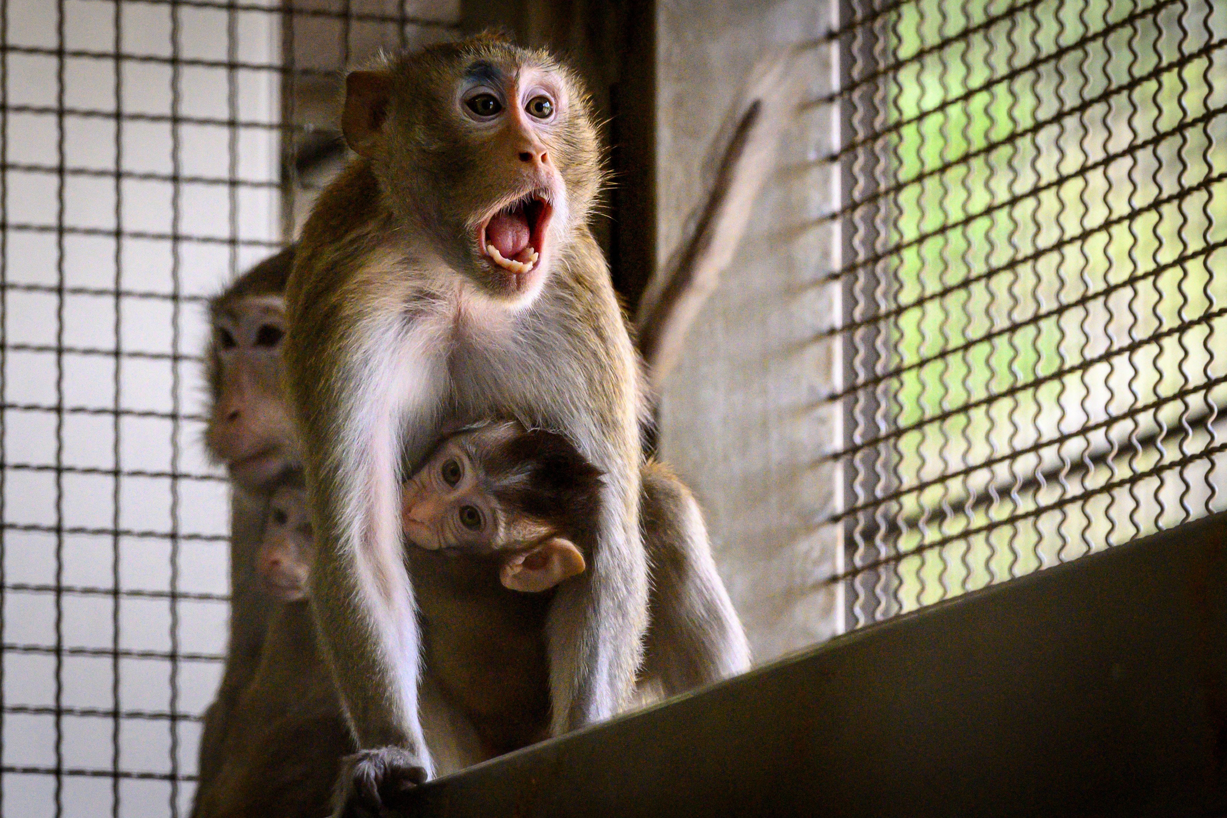 This picture taken on May 23, 2020 shows a laboratory monkey reacting to human presence in their cage in the breeding centre for cynomolgus macaques (longtail macaques) at the National Primate Research Center of Thailand at Chulalongkorn University in Saraburi. After conclusive results on mice, Thai scientists from the centre have begun testing a COVID-19 novel coronavirus vaccine candidate on monkeys, the phase before human trials