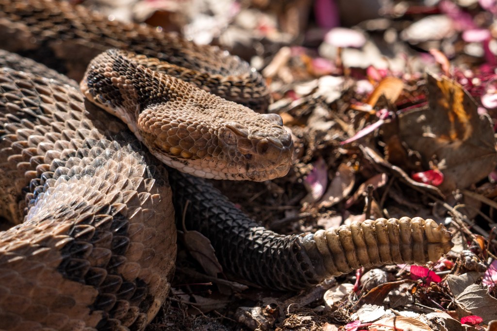 Timber rattlesnake in Okefenokee Swamp