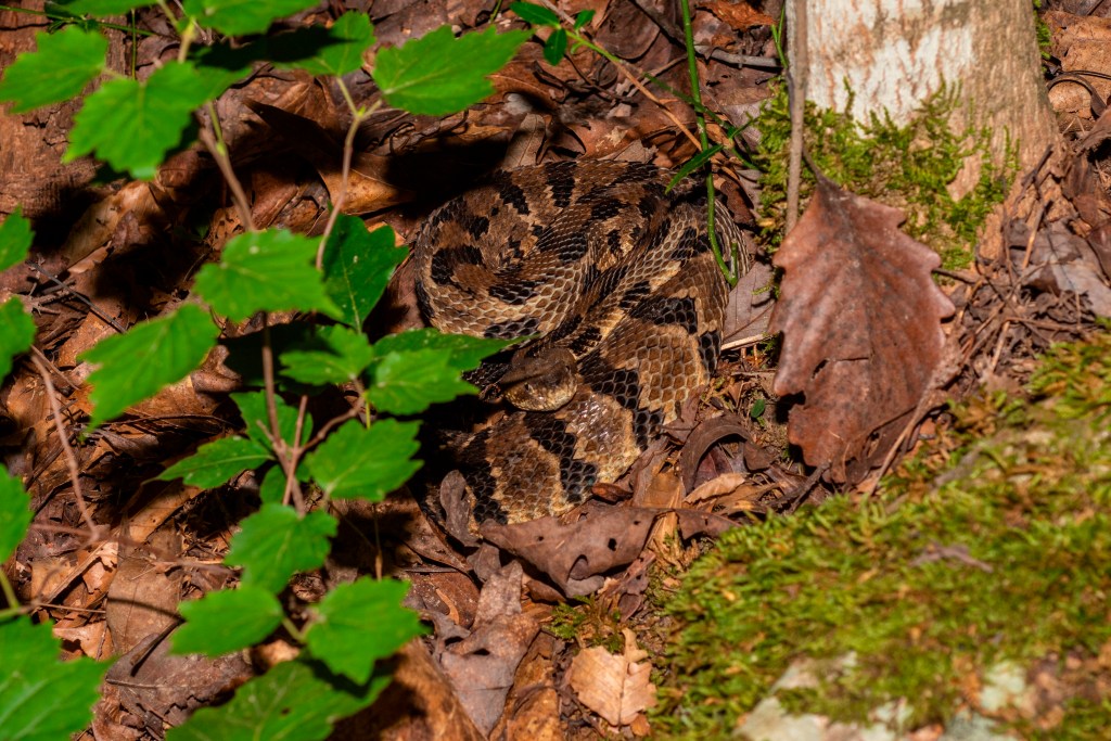 Coiled timber rattlesnake in forest leaf litter