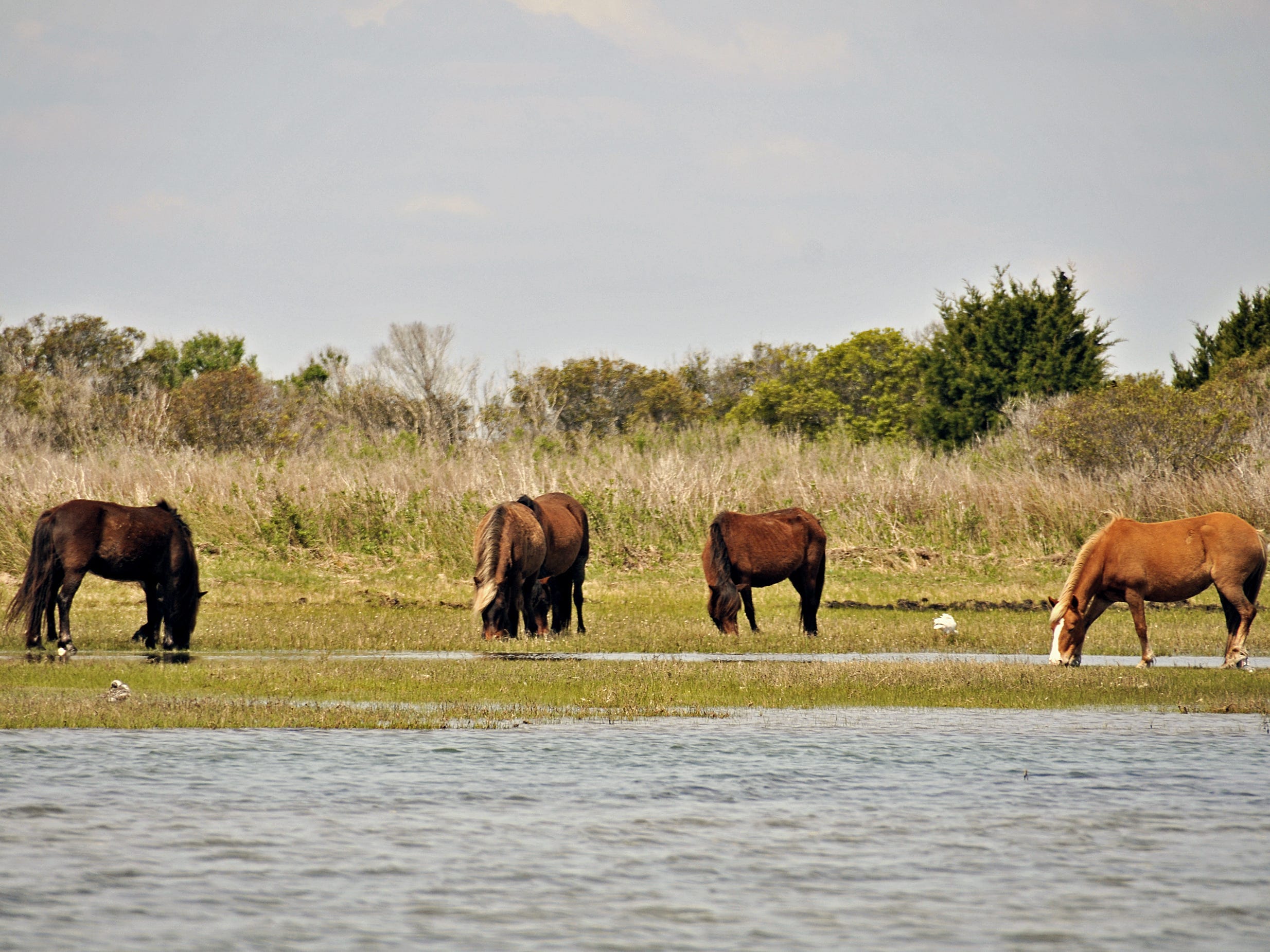 Four horses by Shackleford Banks in North Carolina.