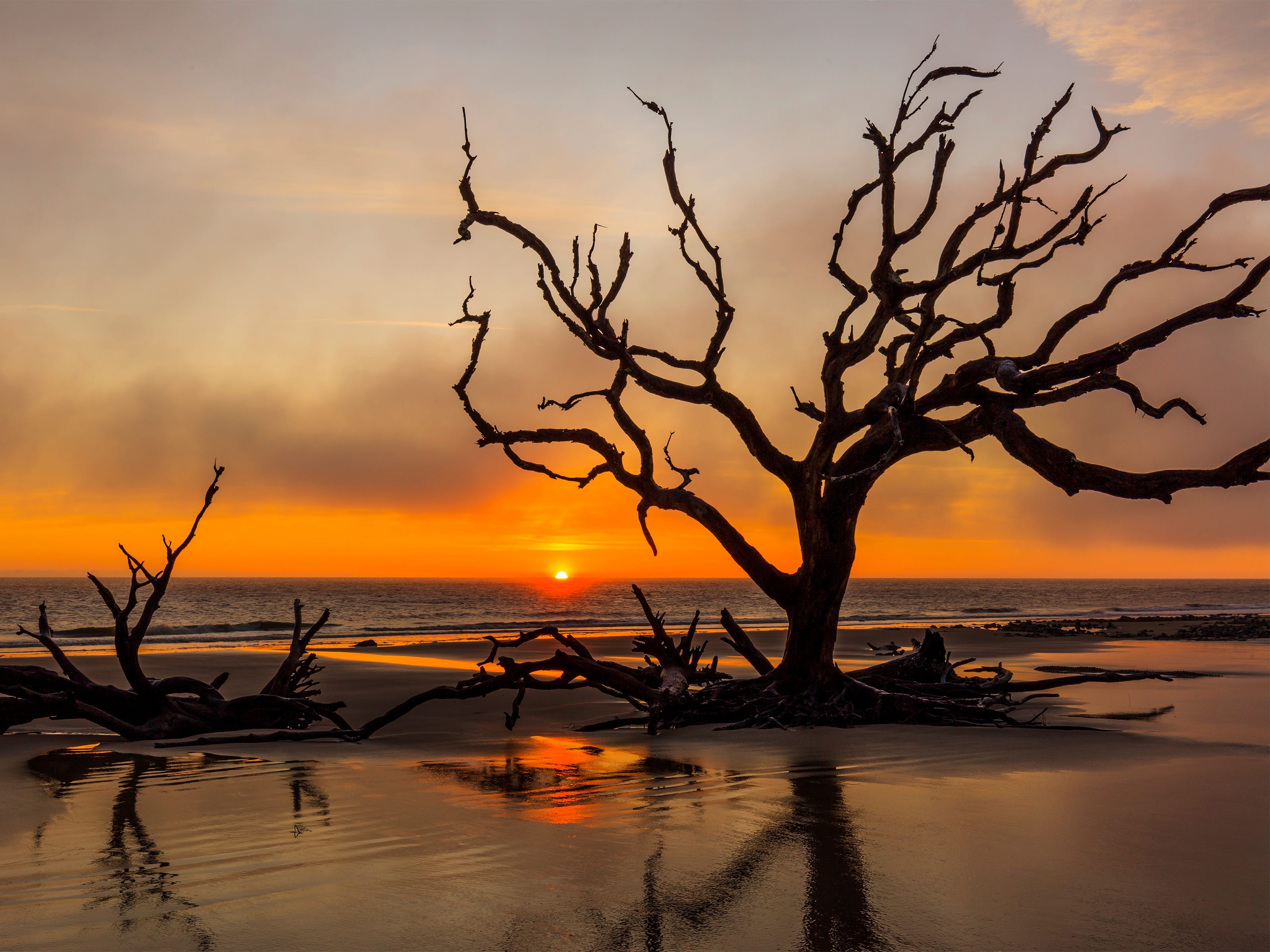 A weathered tree on Driftwood Beach in Georgia during sunset.