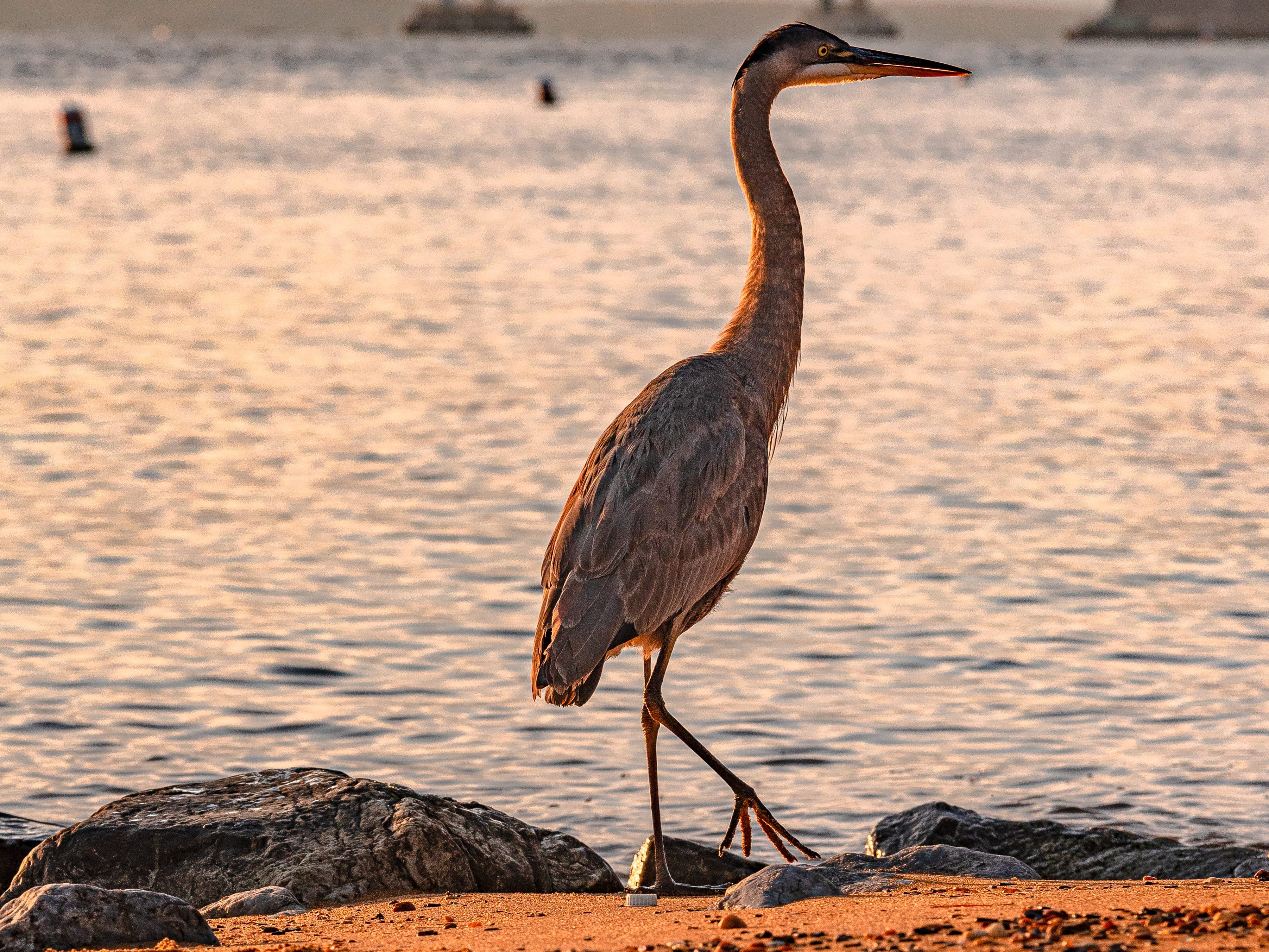 Great Blue Heron and the Chesapeake Bay Bridge.