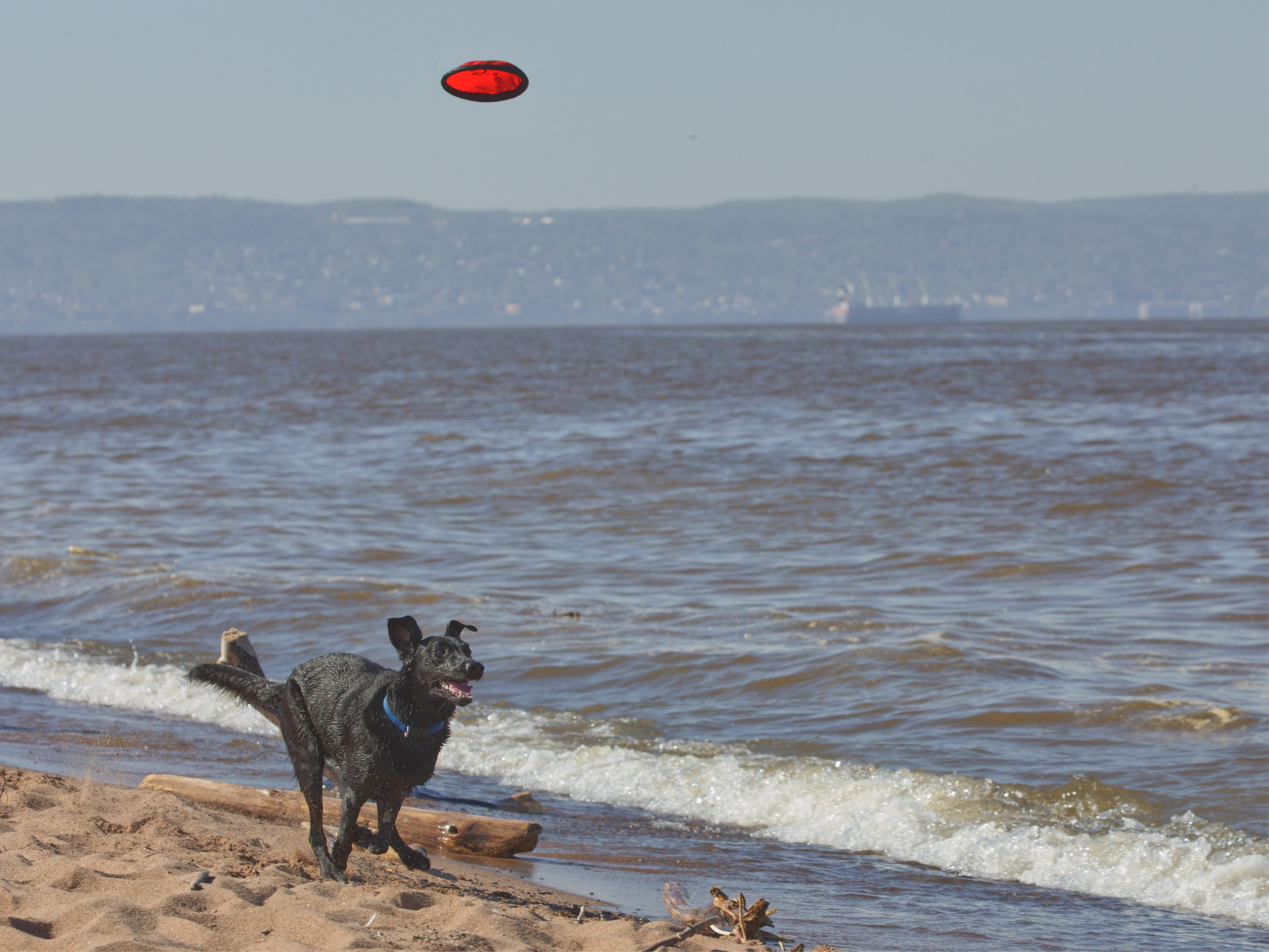 A dog running by the seashore on Park Point Beach.