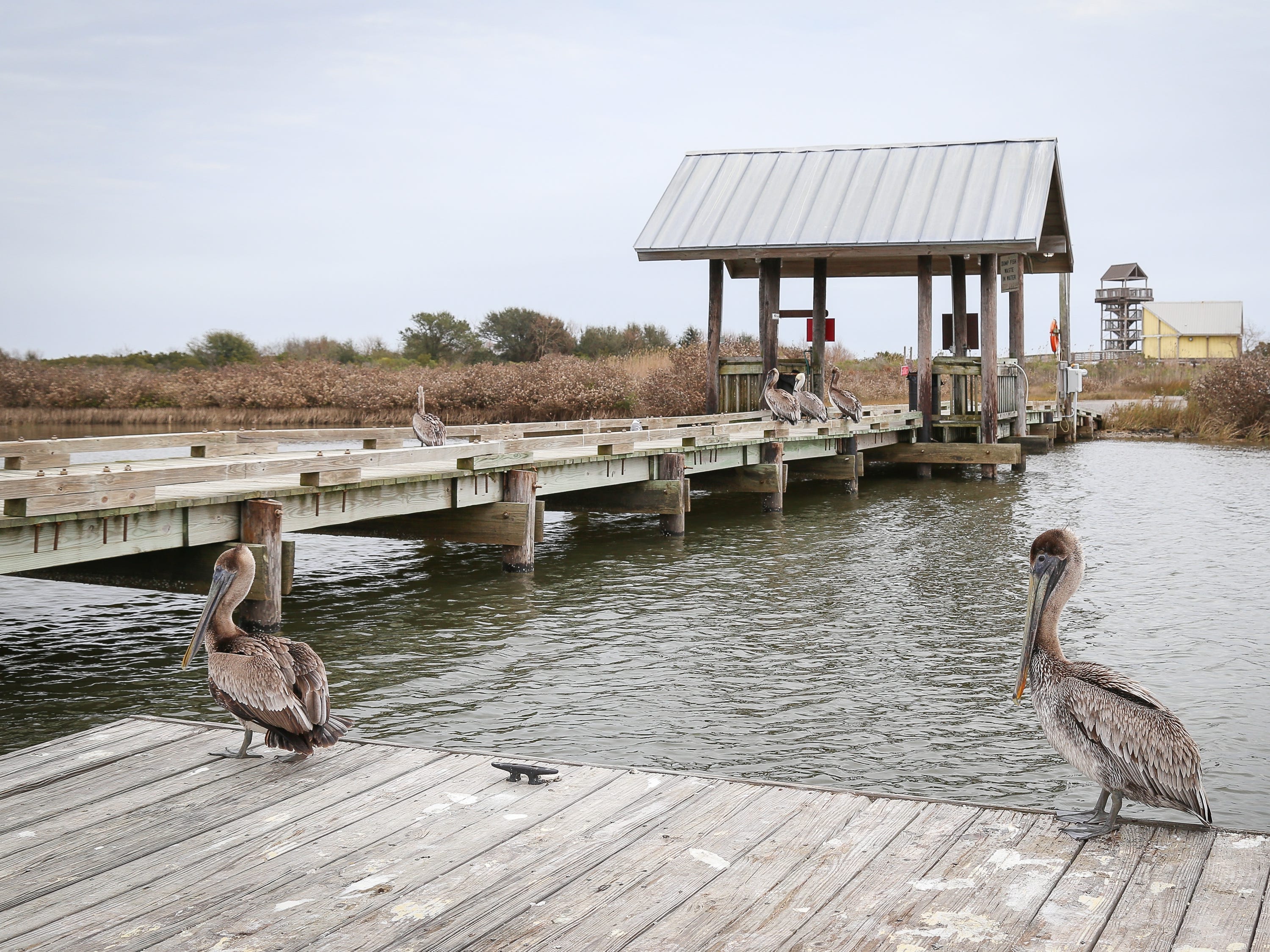 Brown pelicans on the fishing dock at Grand Isle State Park.