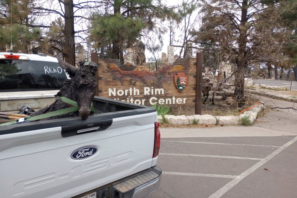 Recovered bronze statue of Brighty the Burro in truck bed near fire-damaged Grand Canyon North Rim Visitor Center.
