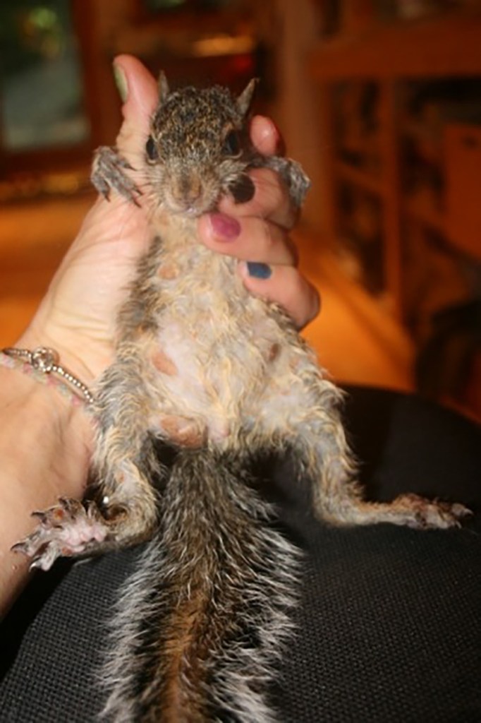 Squirrel with squirrel pox.