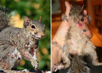 ‘Zombie squirrels’ covered in oozing warts spotted sulking through US backyards: report