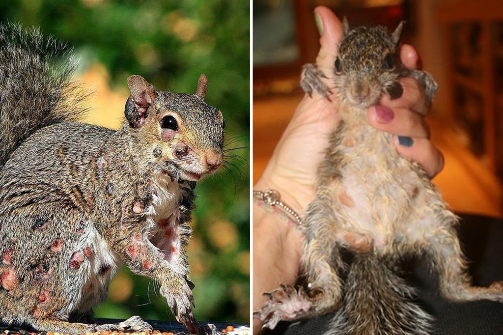 ‘Zombie squirrels’ covered in oozing warts spotted sulking through US backyards: report