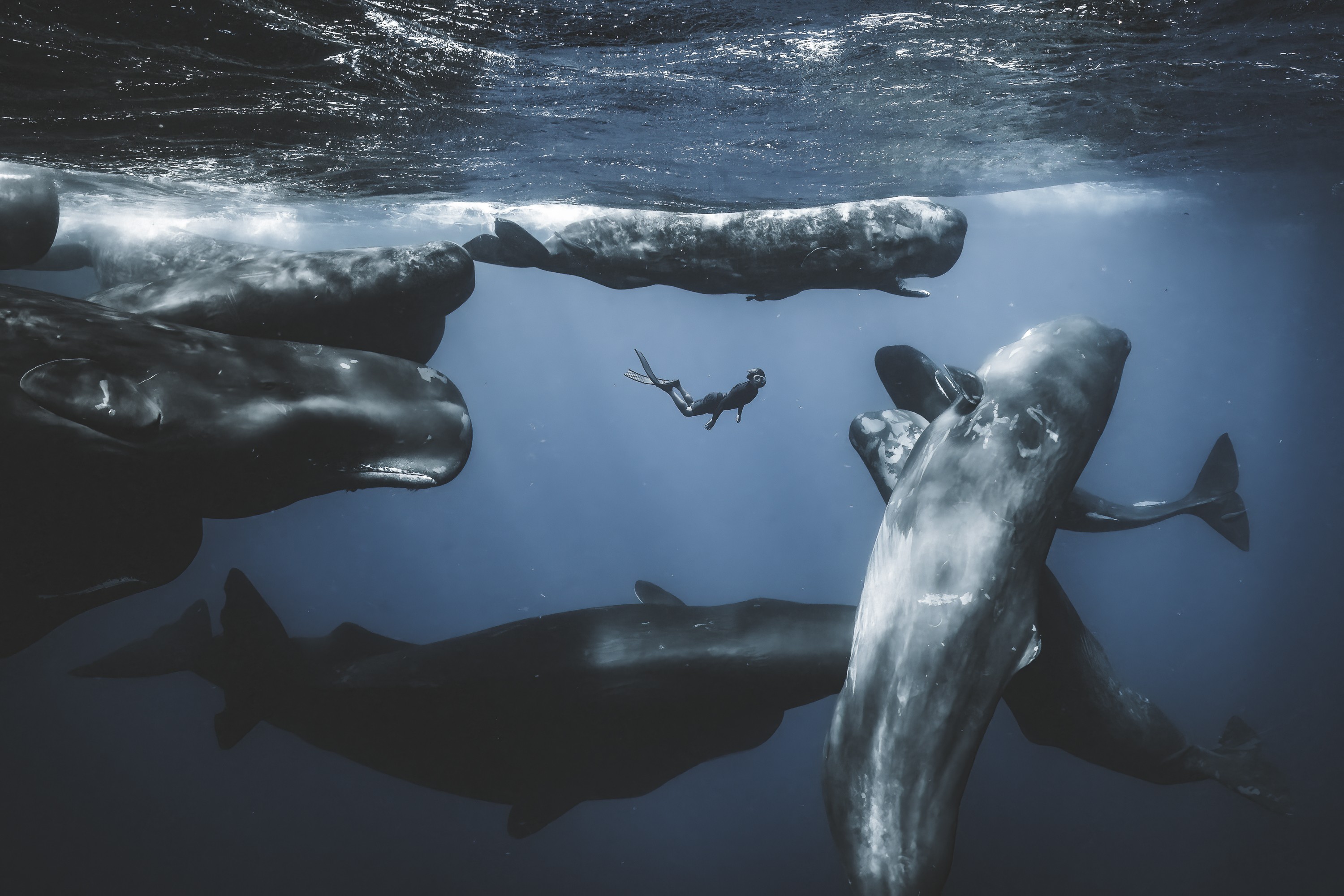 A diver swims underwater among several large whales.
