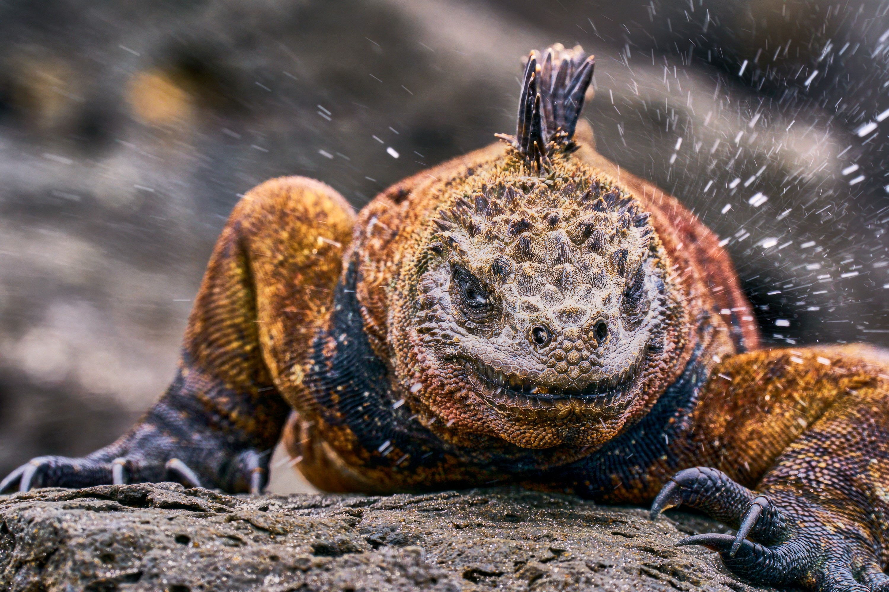 Water droplets fly from a 'sneezing' marine iguana on a rock.