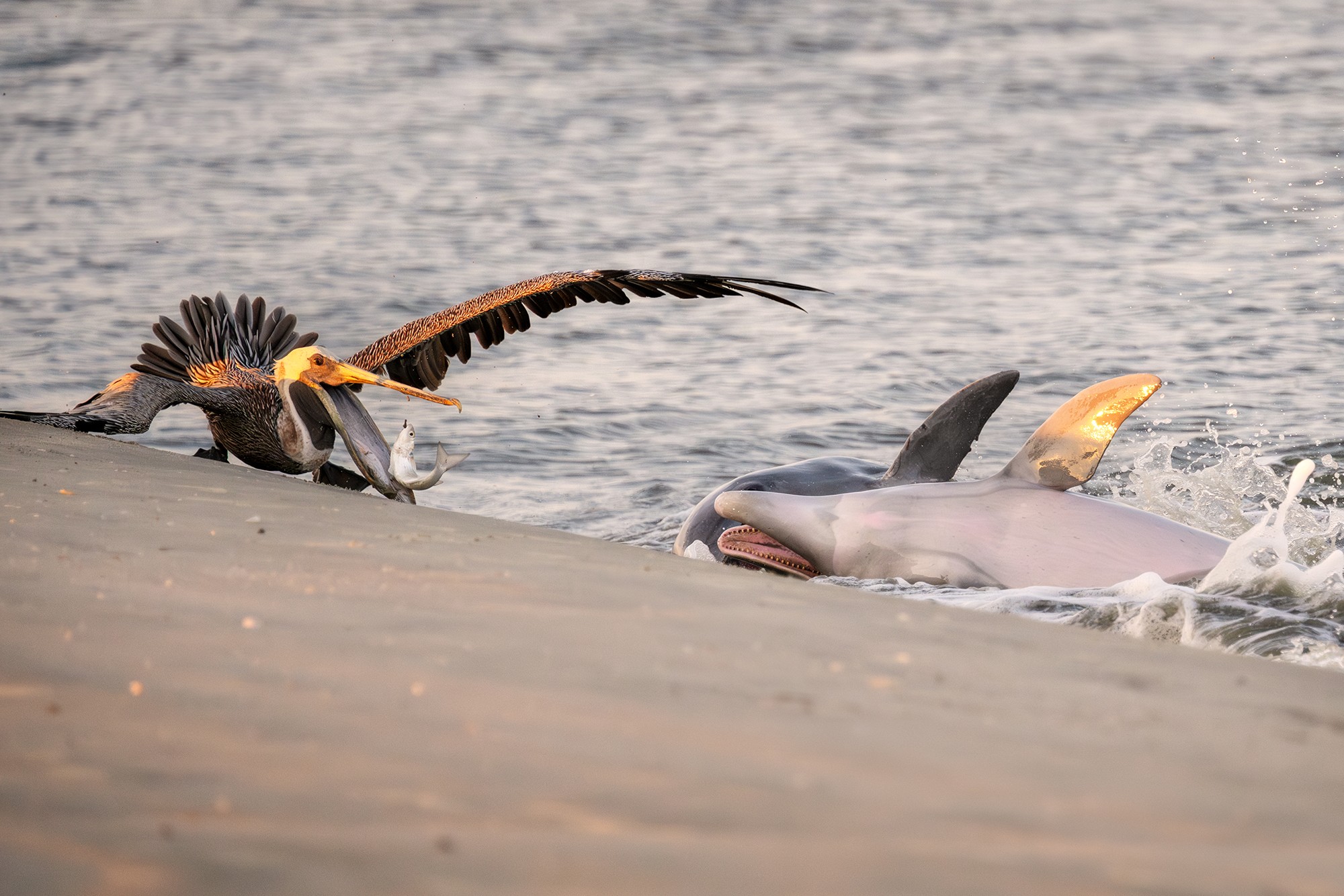 A pelican on a beach grabs a fish in its bill as two dolphins splash on the shoreline very close by.