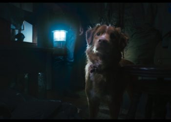 ‘Good Boy’ Trailer: IFC Films’ Horror Pic Debuts Frightening First Look From Brave Pup’s Perspective