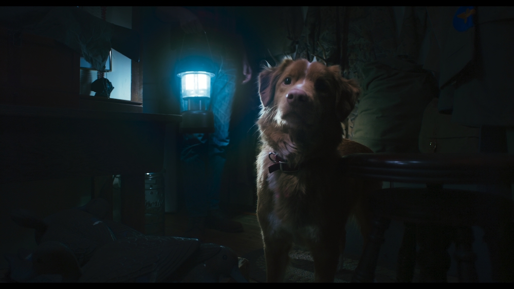 ‘Good Boy’ Trailer: IFC Films’ Horror Pic Debuts Frightening First Look From Brave Pup’s Perspective