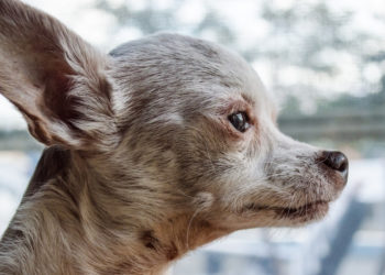 This Chihuahua Ate a Ton of Cocaine—and Somehow Lived