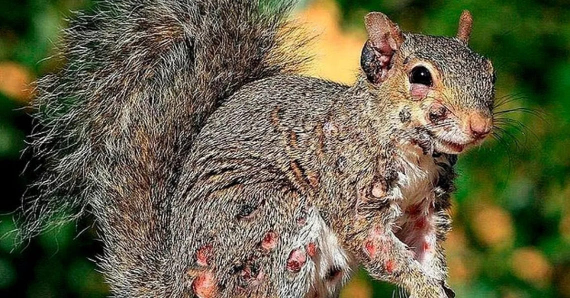 ‘Zombie Squirrels’ With Gnarly Flesh Wounds Are Taking Over People’s Gardens