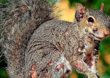 ‘Zombie Squirrels’ With Gnarly Flesh Wounds Are Taking Over People’s Gardens