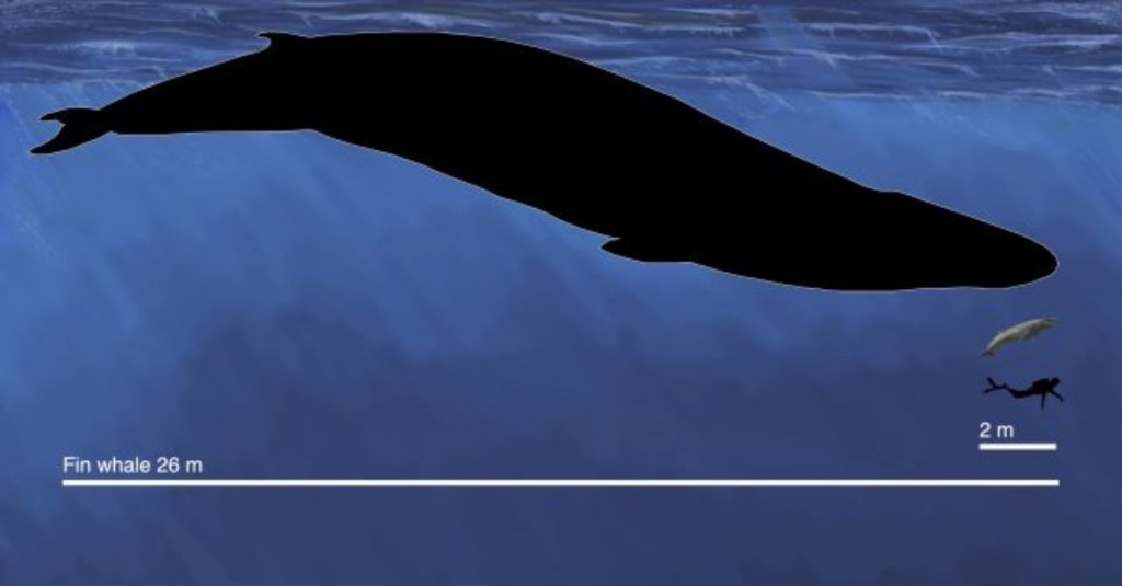 paleontologists-just-found-an-ancient-whale-that-was-basically-human-sized