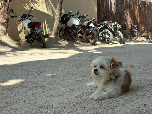 small dog sitting on the ground with bikes in the background