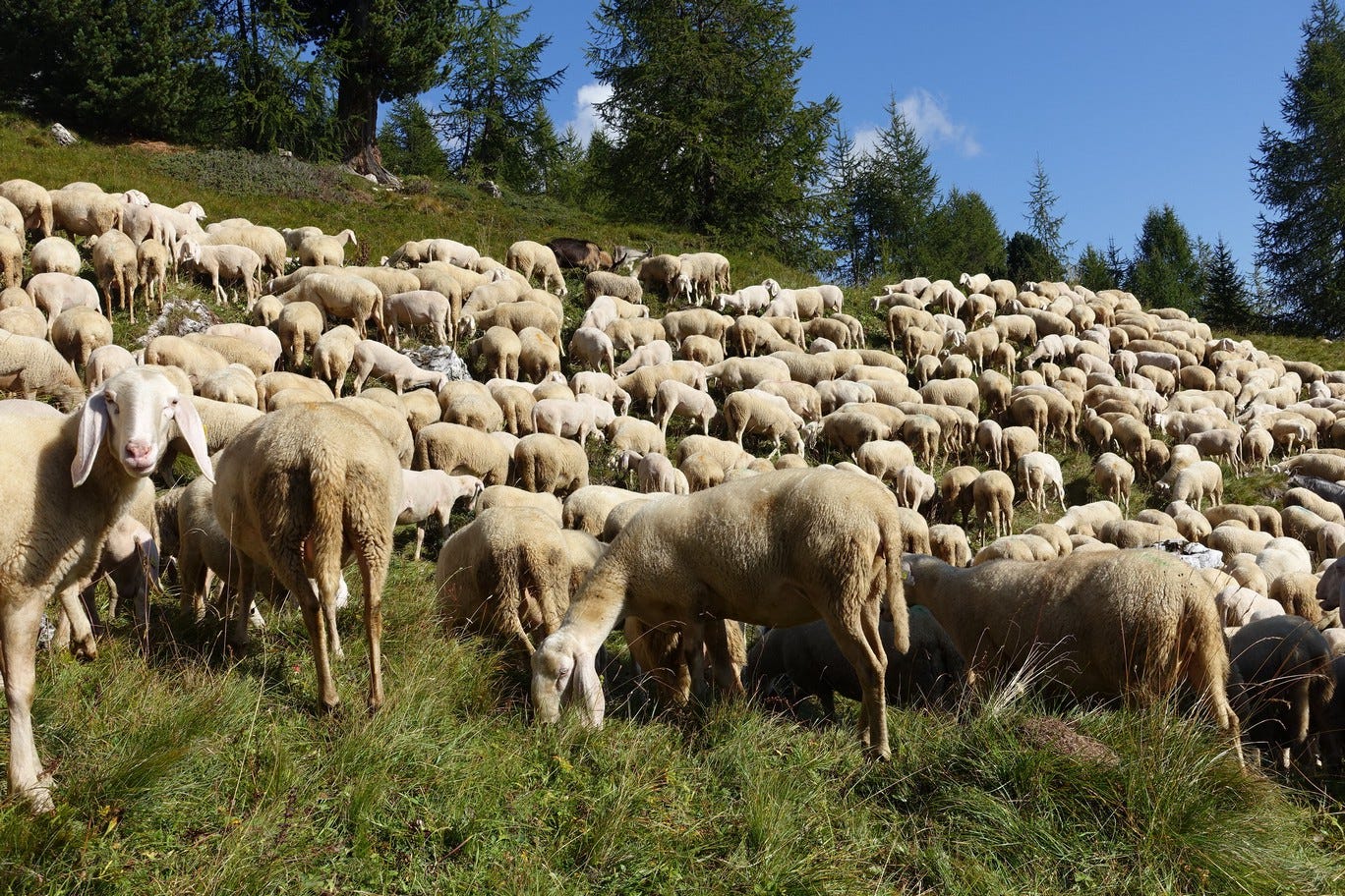 flock of sheep grazing in a meadow