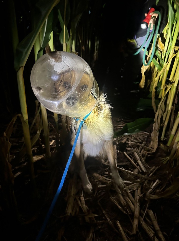 Dog wearing a clear plastic container on its head in a cornfield at night.