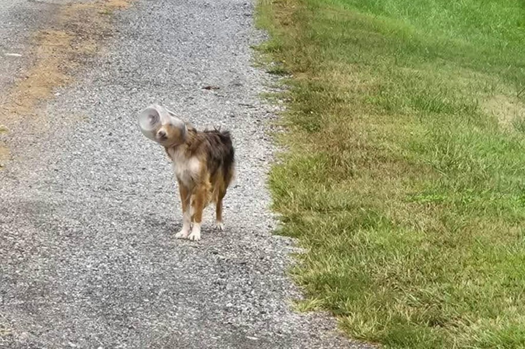 Dog wearing plastic cups on its head.