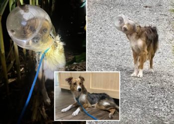 Dog named ‘Dallas Cheddar’ rescued after spending days with head stuck in cheese ball bucket: video