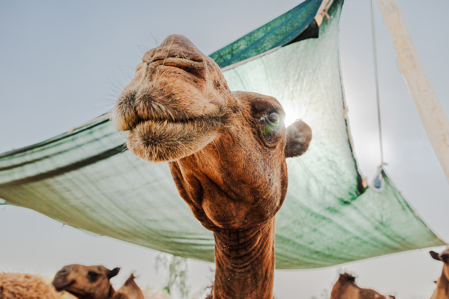 A close image of a camels face under an awning with other camels almost out of frame behind it.