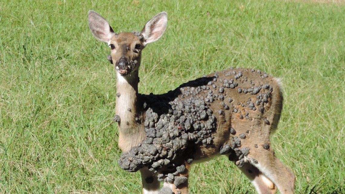Viral photos of deer with strange warts follow ‘Frankenstein’ rabbit, squirrel sightings