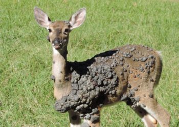 Viral photos of deer with strange warts follow ‘Frankenstein’ rabbit, squirrel sightings