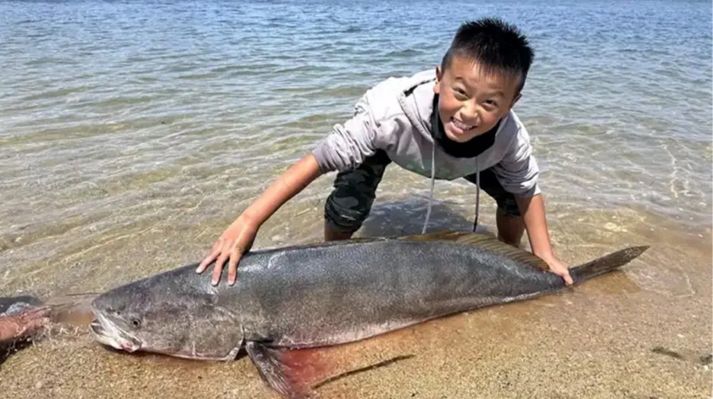 Julian Her, 13, of Rio Oso, Calif., hooked a massive, 63.7-pound white sea bass while fishing in Tomales Bay on Aug. 10.