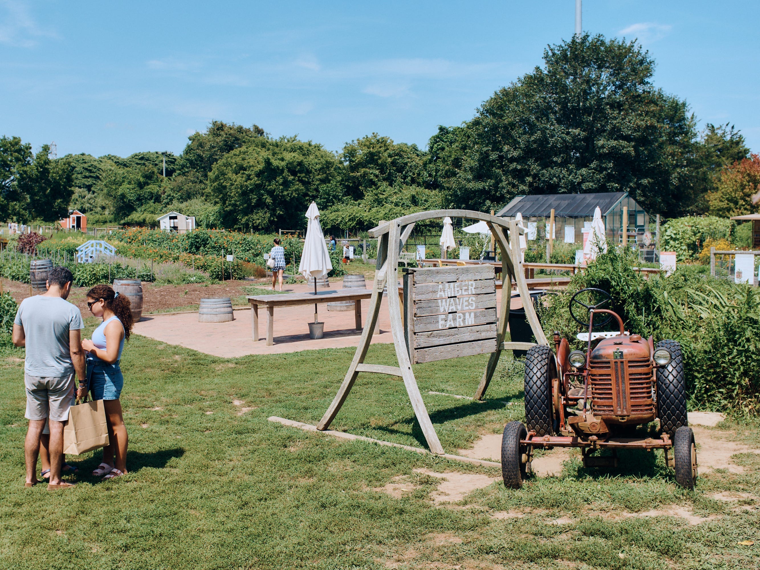 amber waves farm