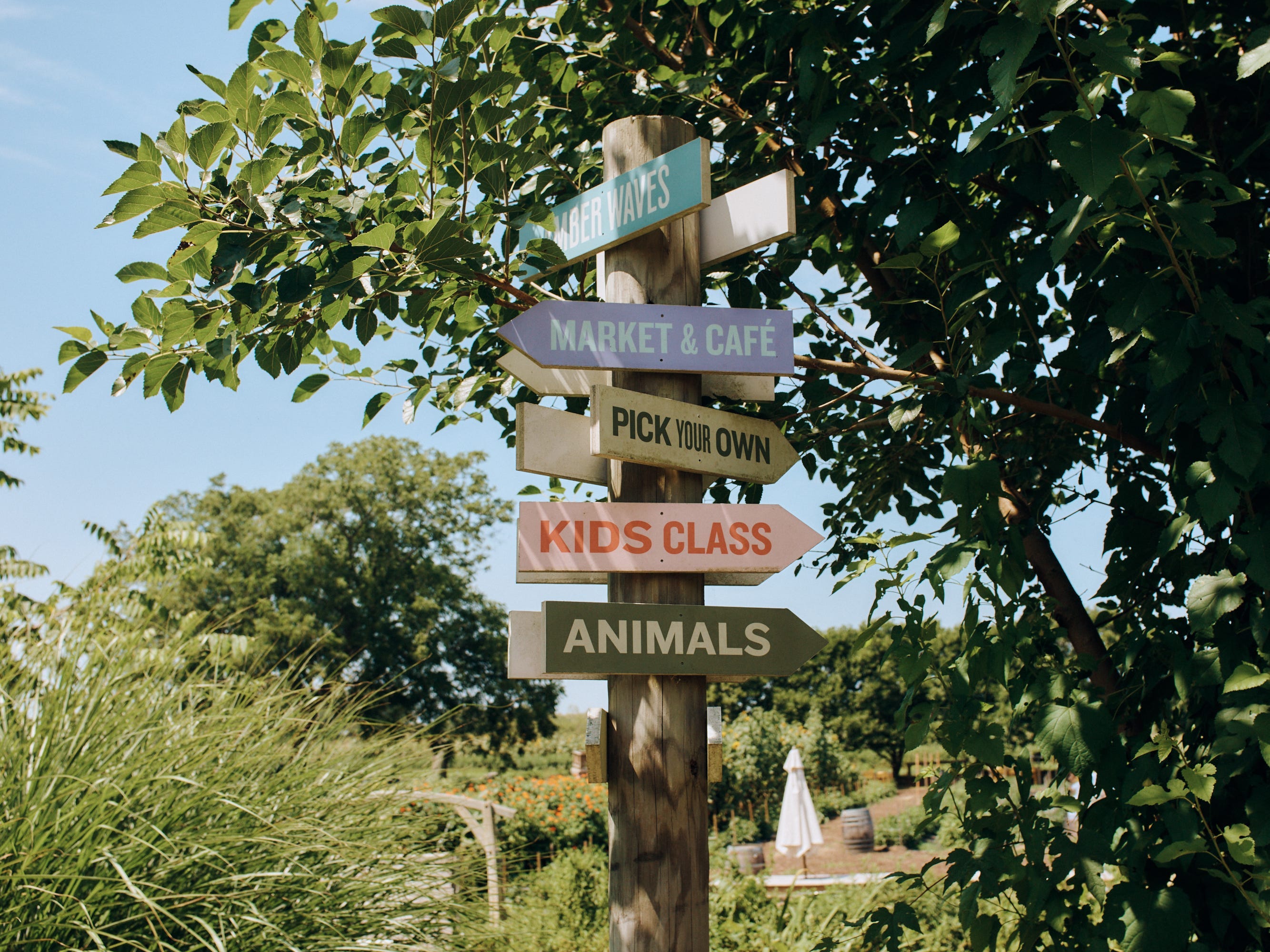 amber waves signs