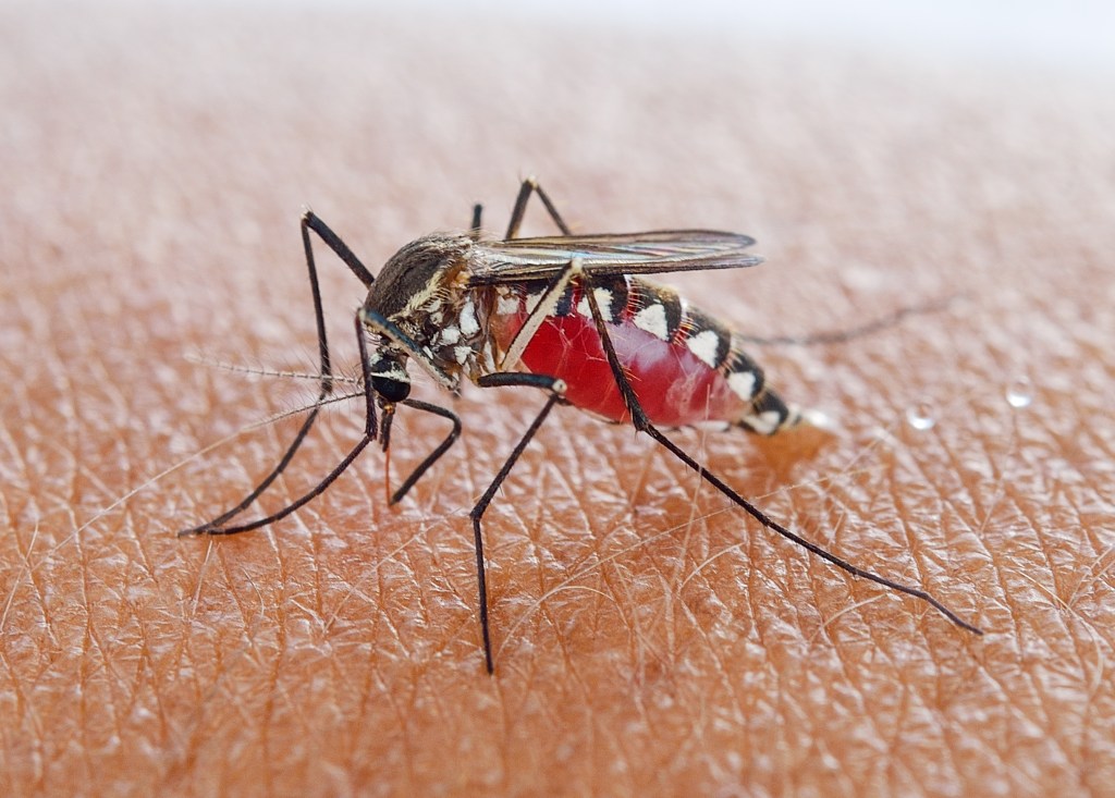 mosquito on someone's skin