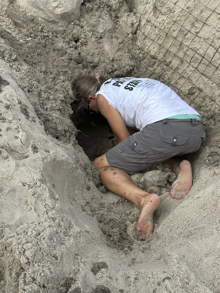 Person relocating sea turtle nests after a hurricane.