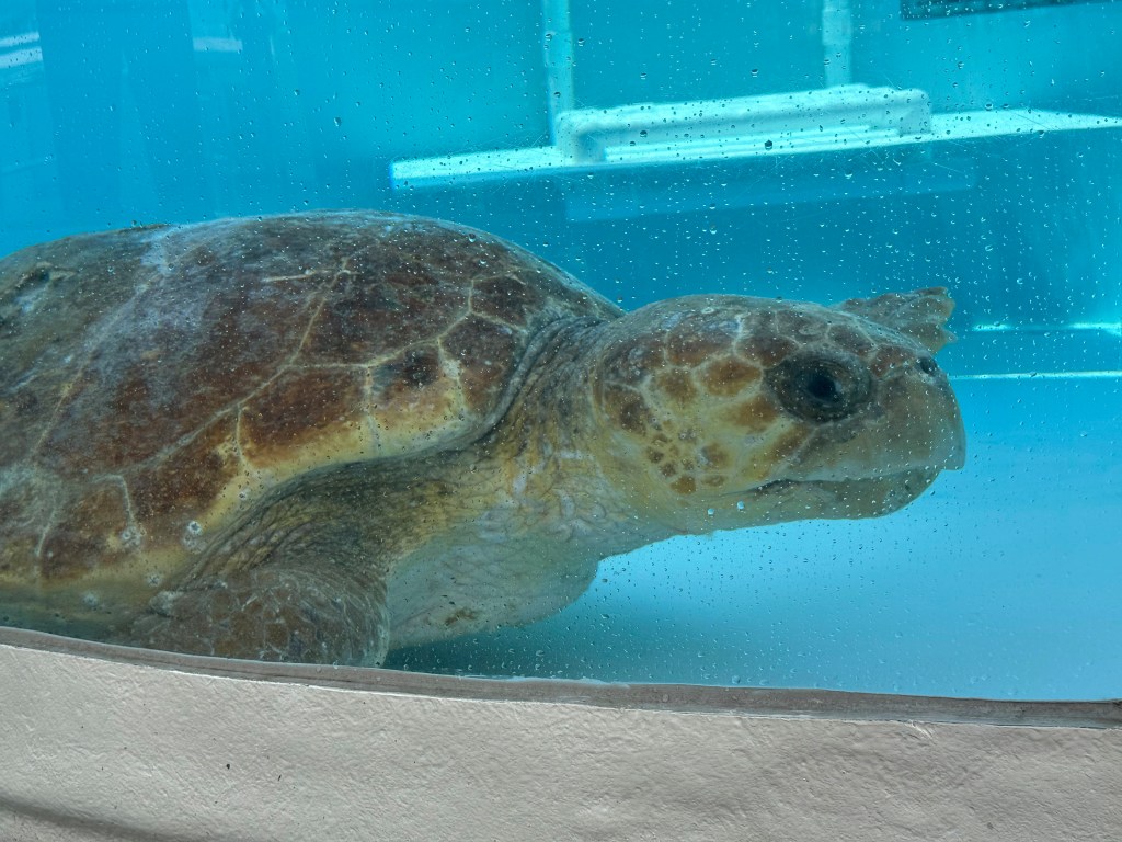 Loggerhead sea turtle in a rehabilitation tank.