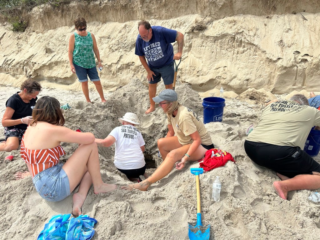 Volunteers relocating sea turtle nests after a hurricane.