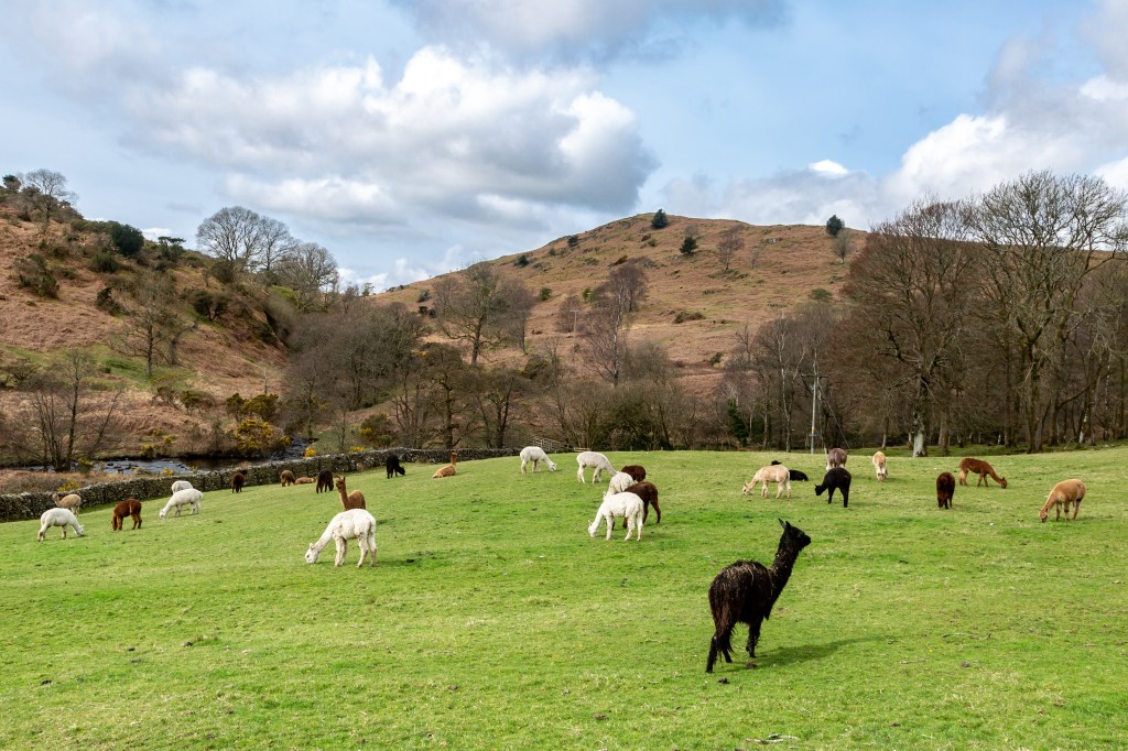 Herd of alpacas grazing in a field